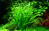 Load image into Gallery viewer, 1-2-Grow! Helanthium tenellum &#39;Green&#39;