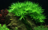 Load image into Gallery viewer, 1-2-Grow! Heteranthera zosterifolia