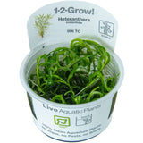 Load image into Gallery viewer, 1-2-Grow! Heteranthera zosterifolia