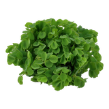 Load image into Gallery viewer, 1-2-Grow! Salvinia auriculata