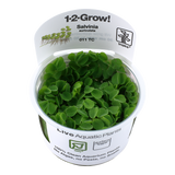 Load image into Gallery viewer, 1-2-Grow! Salvinia auriculata