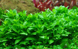 Load image into Gallery viewer, 1-2-Grow! Staurogyne repens