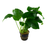 Load image into Gallery viewer, Anubias barteri var. barteri
