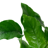 Load image into Gallery viewer, Anubias barteri var. barteri