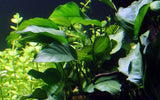 Load image into Gallery viewer, Anubias barteri var. barteri