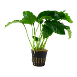 Load image into Gallery viewer, Anubias barteri var. barteri