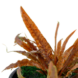 Load image into Gallery viewer, Cryptocoryne albida &#39;Brown&#39;