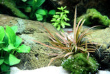 Load image into Gallery viewer, Cryptocoryne albida &#39;Brown&#39;