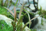Load image into Gallery viewer, Cryptocoryne albida &#39;Brown&#39;