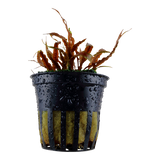 Load image into Gallery viewer, Cryptocoryne albida &#39;Brown&#39;