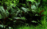 Load image into Gallery viewer, Cryptocoryne beckettii &#39;Petchii&#39;