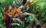 Load image into Gallery viewer, 1-2-Grow! Cryptocoryne wendtii &#39;Mi Oya&#39;