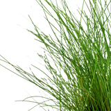 Load image into Gallery viewer, Eleocharis parvula