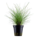 Load image into Gallery viewer, Eleocharis parvula
