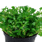Load image into Gallery viewer, Glossostigma Elatinoides