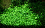 Load image into Gallery viewer, Glossostigma Elatinoides