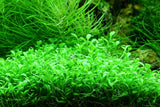 Load image into Gallery viewer, Glossostigma Elatinoides