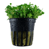 Load image into Gallery viewer, Glossostigma Elatinoides