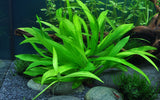 Load image into Gallery viewer, 1-2-Grow! Helanthium bolivianum &#39;Quadricostatus&#39;