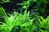Load image into Gallery viewer, 1-2-Grow! Helanthium bolivianum &#39;Quadricostatus&#39;