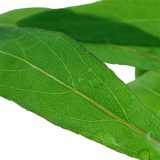 Load image into Gallery viewer, Hygrophila Corymbosa &#39;Siamensis 53B&#39;