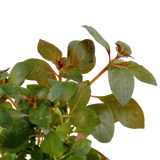 Load image into Gallery viewer, Ludwigia repens &#39;Rubin&#39;