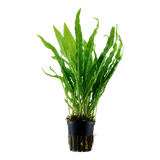 Load image into Gallery viewer, Microsorum pteropus