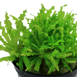 Load image into Gallery viewer, Pogostemon helferi