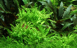 Load image into Gallery viewer, Pogostemon helferi