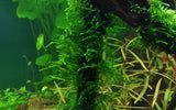Load image into Gallery viewer, Taxiphyllum &#39;Spiky&#39;