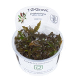Load image into Gallery viewer, 1-2-Grow! Cryptocoryne wendtii &#39;Mi Oya&#39;